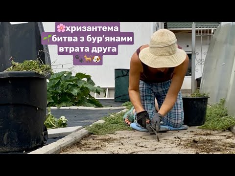 Видео: Битва з бурьянами, з БІЛОКРИЛКОЮ. Розмножую ХРИЗАНТЕМУ. Як пережили втрату…