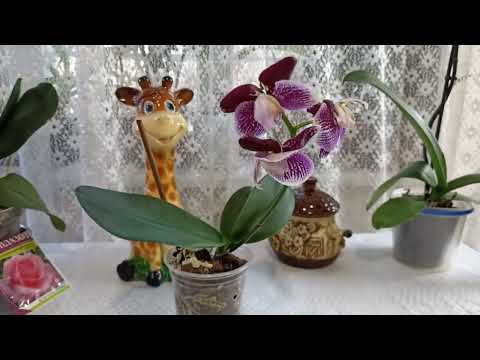 Видео: Фундазолу кажу: "Ні!". Скористалася востаннє на емоціях