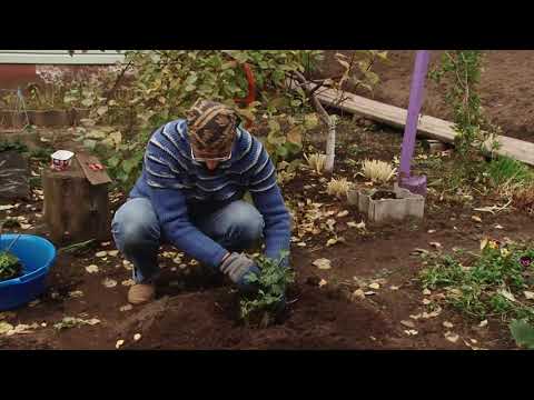 Видео: Осенняя пересадка хризантем