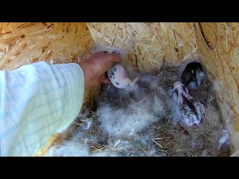 Видео: Кролики породы бабочка