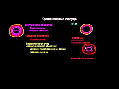 Видео: Слои кровеносного сосуда