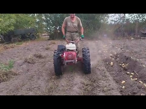 Видео: 🚜РАСПАХАЛ КАРТОФЕЛЬ МОТОБЛОКОМ МТЗ🥔🥔🥔СОРТ ПОРАДОВАЛ💪