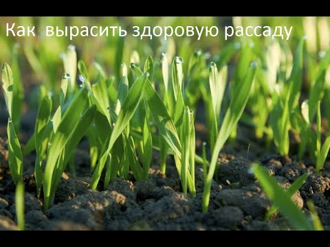Видео: Как вырастить здоровую и крепкую рассаду.