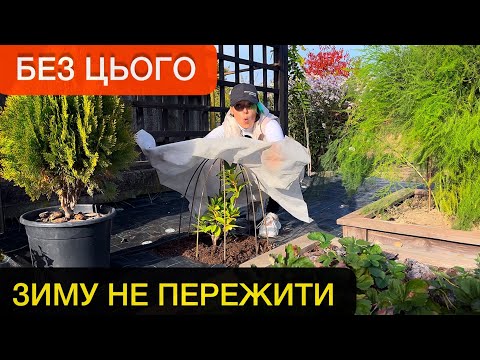 Видео: Коли і як рододендрон вкривати. Як рододендрон до зими підготувати. Від цього залежить цвітіння.