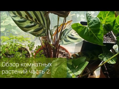 Видео: Обзор моих комнатных растений. Часть 2, Май 2023