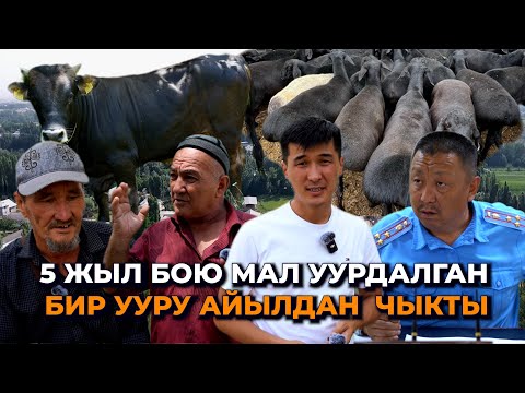 Видео: Мал жоголот, ууру табылбайт/ Кармалса жазаланбайт/ Ноокендеги элдин арыз-муңу