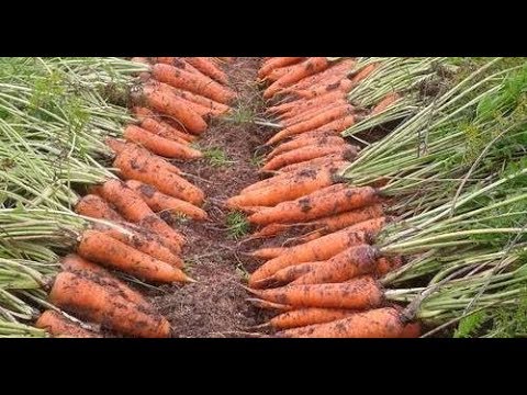 Видео: Что точно нужно знать, чтобы вырастить урожайную морковь