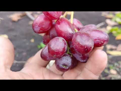 Видео: Виноград в октябре. 