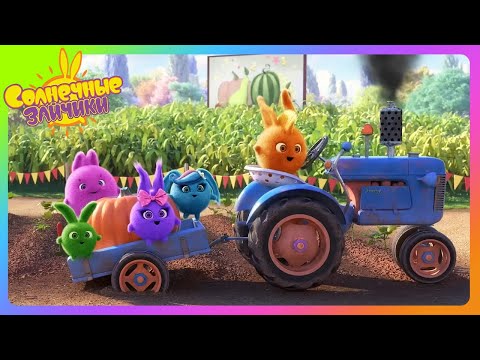 Видео: Солнечные зайчики на ферме  | Солнечные зайчики