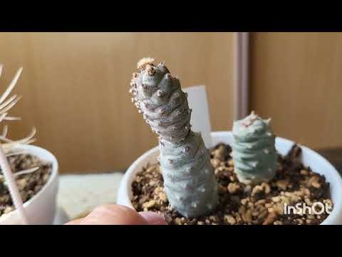 Видео: Тефрокактусы и чай. 07.04.2024.