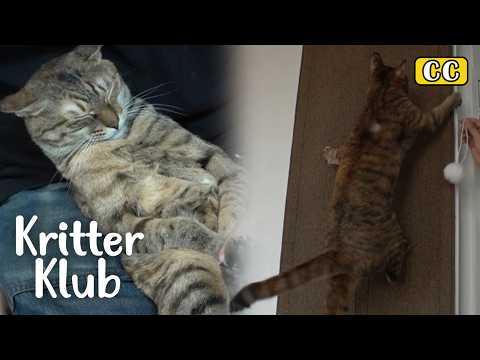 Видео: Этот кот всегда хочет это вырвать I Kritter Klub