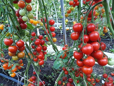 Видео: Размножение томатов пасынками