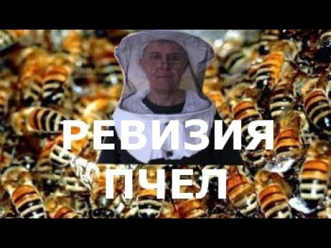 Видео: Главная весенняя ревизия у пчел 06.04.2018.