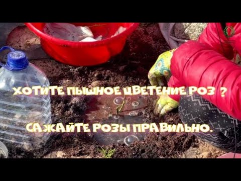 Видео: Хотите пышное цветение роз ? Сажайте розы правильно. Питомник растений Е. Иващенко