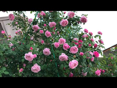 Видео: Подготовка роз к зиме, обрезка побегов и листвы!