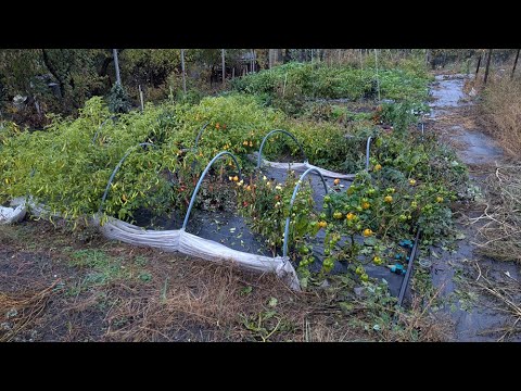 Видео: Збираю зелений перець, останній з відкритого грунту в 2025