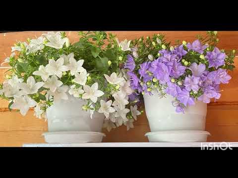 Видео: Как вырастить цветок семейного счастья #кампанула