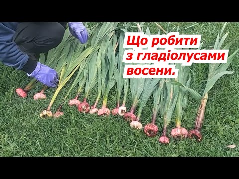 Видео: Викопуємо гладіолуси восени. Коли та як краще це зробити.