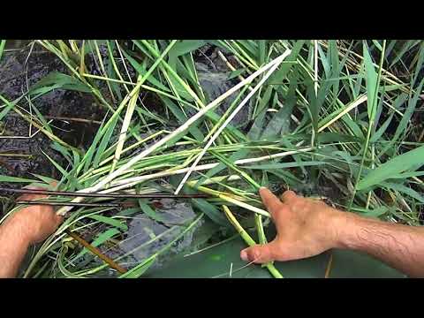 Видео: как сделать ОКНО в КАМЫШАХ???  Готовим место!