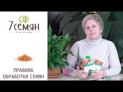 Видео: КАК ПРАВИЛЬНО ОБРАБОТАТЬ СЕМЕНА ПЕРЕД ПОСЕВОМ!