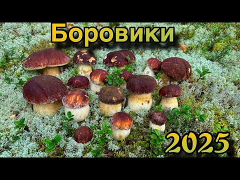 Видео: Сезон Боровиков 2025 открыт / 95% чистых грибов! Это Шок!
