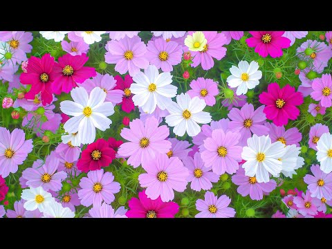 Видео: Очень расслабляющая музыка – спокойная музыка успокаивает сердце и помогает расслабить нервную си...