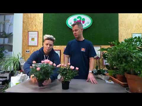 Видео: Домашняя роза в кашпо!