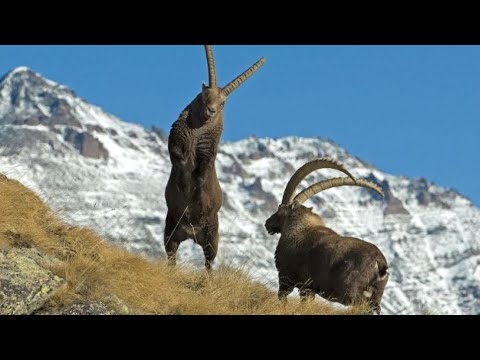 Видео: Козел - это звучит гордо! АЛЬПИЙСКИЙ КОЗЕРОГ - пожалуй самый крутой из козлов!