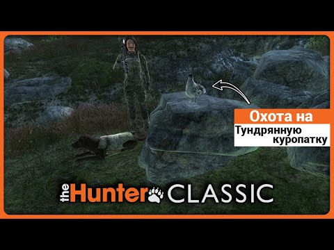 Видео: Охота на Тундряную Куропатку в theHunter Classic !