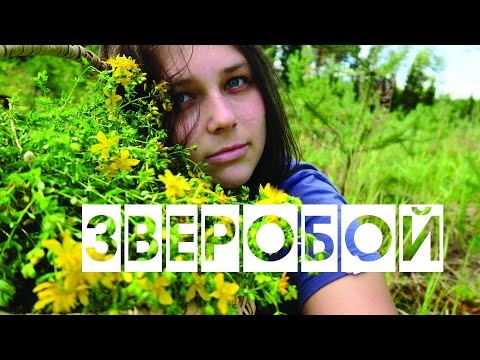 Видео: Зверобой / Tutsan