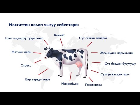 Видео: Уй сүтү боюнча кеңештер: гигиена, оорулар, туура сааш жолдору