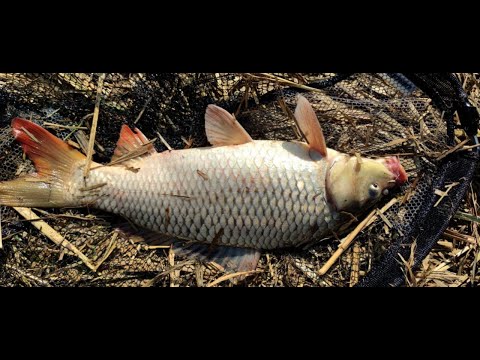 Видео: КАРП ДИКО ПРЁТ! ПОПАЛИ НА РАЗДАЧУ! РЫБАЛКА МЕЧТЫ НА РЕКЕ ТУРУНЧУК