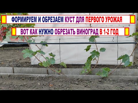 Видео: 🍇 Как ОБРЕЗАТЬ МОЛОДОЙ ВИНОГРАД на ПЕРВЫЙ УРОЖАЙ. Обрезка в 1-2 год куста. Пошаговый обзор за 2 года