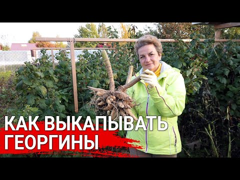 Видео: Как выкапывать георгины/ Больные клубни не храним