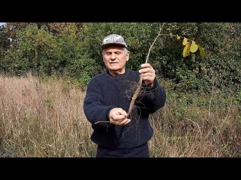 Видео: Посадка грецкого ореха высокорослого