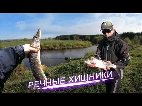 Видео: Речные Хищники. Что скрывают перекаты маленькой речки. С воблерами и джигом на Нерли