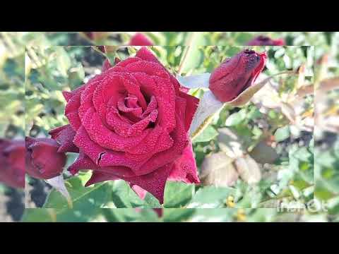 Видео: #Топ#Троянди#Раджу#🌹👑 Квітування#осінь#2023р🤘🌹❤️