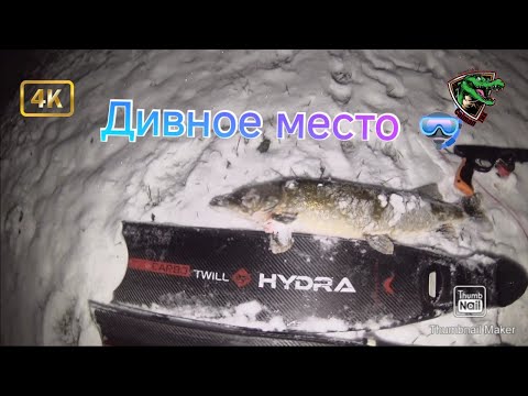 Видео: В поисках трофея #5 | Дивное место | 🤿