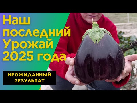 Видео: Наш Последний УРОЖАЙ в 2025 году!!! Собираем Остатки Овощей!