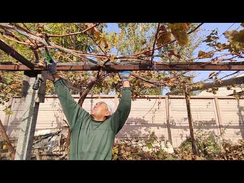Видео: Андижон, Избоскан т-н, Логомбек кишлогида узум кесиш.