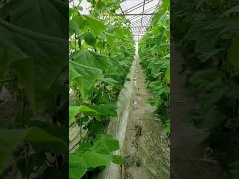 Видео: Отзывы и результаты применения Стартеко на огурцах, в Белгородской области