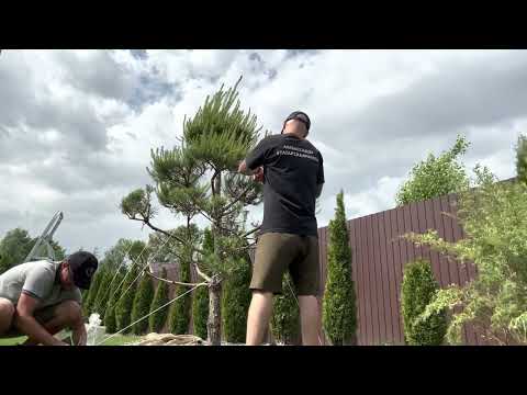 Видео: Стрижка сосны в традиционной японской технике!!! Ниваки. Бонсай. Структурная обрезка! Япония.