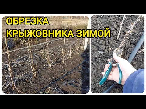 Видео: Как я обрезаю крыжовник зимой. Обрезка только посаженного саженца