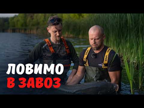 Видео: Трофейний короп в завоз: тактика, прикормка і як це було насправді.