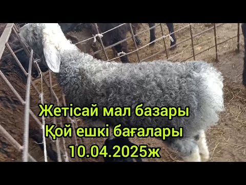 Видео: Жетісай мал базары. Қой ешкі бағалары. 10.04.2025ж