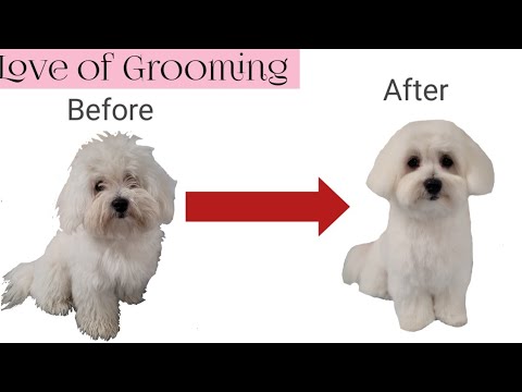 Видео: Уход за щенком мальтийской болонки