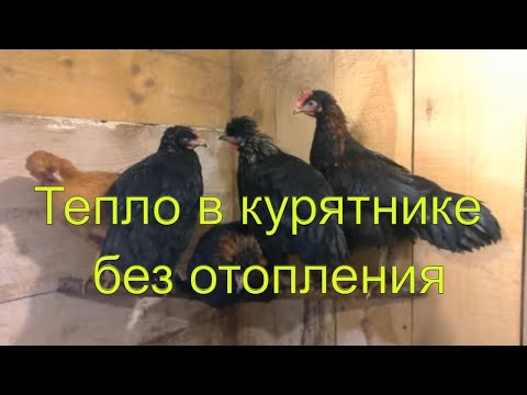 Видео: Куры и утки  содержание зимой. Тепло в курятнике без отопления.
