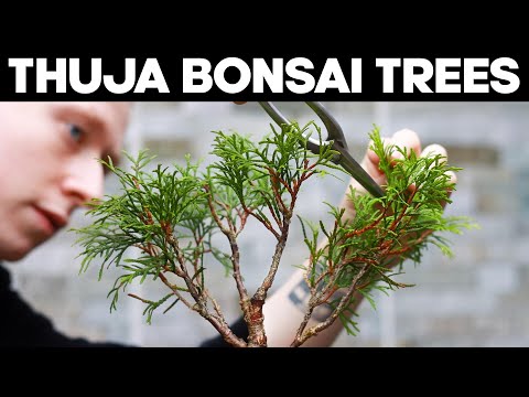 Видео: Деревья туи бонсай – идеи обрезки и формирования 🌱
