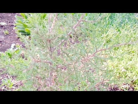 Видео: Кто За Вами Наблюдает👆🧐