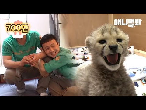 Видео: Детенышей гепардов, которых пришлось вырастить людям ... 3 месяца спустя